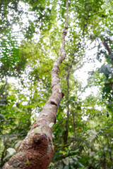 Fototapeta premium Blattschneiderameisen im Carara Nationalpark in Costa Rica