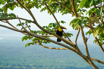 Goldkehltukan in Costa Rica © Luise