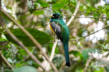 Vögel im Corcovado Nationalpark in Costa Rica