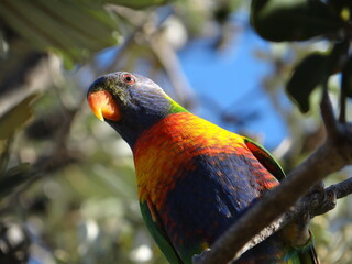 rainbow lorikeet parrot
