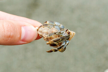 Einsiedlerkrebs am Strand vom Corcovado Nationalpark