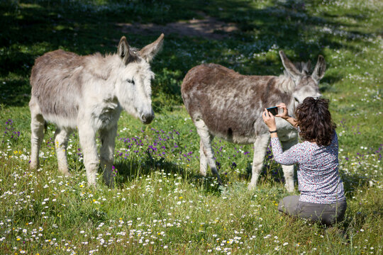 Female in spring photographing two andalusian donkeys in a meadow.