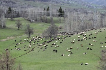 Herd sheep on a beautiful green meadow.Artvin/ Turkey