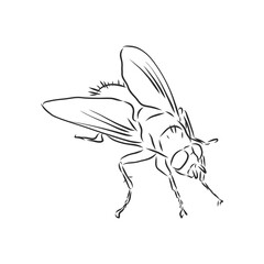 Fly insect geometric lines silhouette isolated on white background vintage vector design element illustration, fly, vector sketch illustration