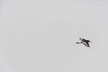 una gabbiano solitario vola nel cielo libero