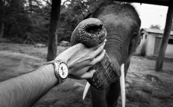 An elephant playing with a hand of a man at Chitwan National Park in Nepal. Black and white image of friendship between human and animal.