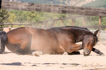 Fototapeta premium Arab brown horse rolling on the dusty ground.