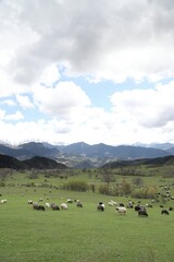 Naklejka premium Herd sheep on a beautiful green meadow.Artvin/ Turkey