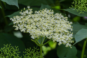 Blühender Hollunder Hollunderblüten