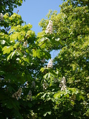 Kastanienblüte