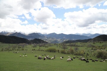 Fototapeta na wymiar Herd sheep on a beautiful green meadow.Artvin/ Turkey