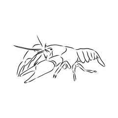 Hand drawn crayfish cancer with simple decor on white isolated background. River animal. cancer animal, vector sketch illustration