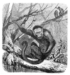 Capuchin monkey (Cebus capucinus) / Antique engraved illustration from Brockhaus Konversations-Lexikon 1908