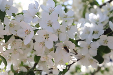 apple tree blossom