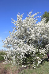 blooming cherry tree