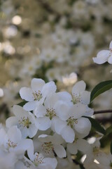 cherry tree blossom