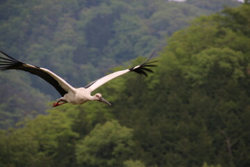 white stork in flight