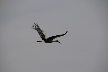 black vulture in flight