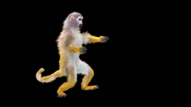 Common squirrel monkey (Saimiri sciureus), monkeys Dance CG fur 3d rendering animal realistic CGI VFX Animation Loop  composition 3d mapping cartoon, with Alpha matte
