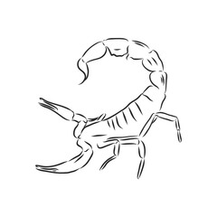 Hand drawn sketch of scorpion. Retro realistic animal isolated. Vintage tattoo. Doodle line graphic design. Scorpion, vector sketch illustration