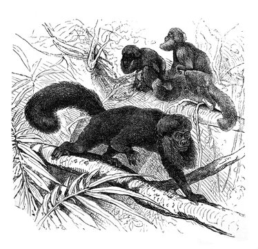 Satans Monkey (Pithecia satanas) / Antique engraved illustration from Brockhaus Konversations-Lexikon 1908