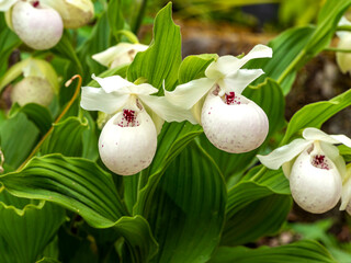 White and purple flowers and green leaves of the lady's slipper orchid, Cypripedium reginae