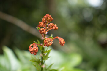 ladybird on a flower