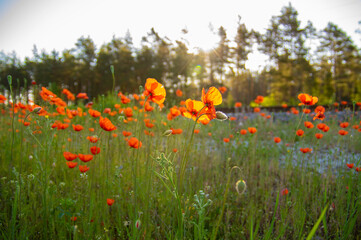 Selective focus. Blurred background. Red poppy field in the light of the rising sun