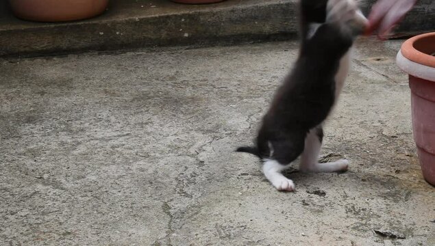 Un gatito jugando con una maceta 