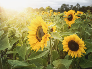 Beautiful sunflowers in the evening sun