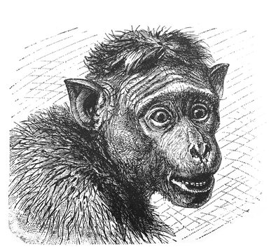 bonnet macaque, Macacus sinicus) / Antique engraved illustration from Brockhaus Konversations-Lexikon 1908