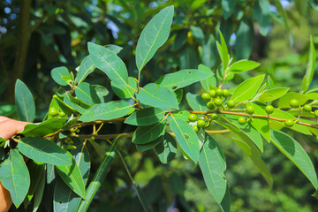 Litsea cubeba Pers. seeds are used to produce essential oils.