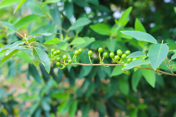 Litsea cubeba Pers. seeds are used to produce essential oils.