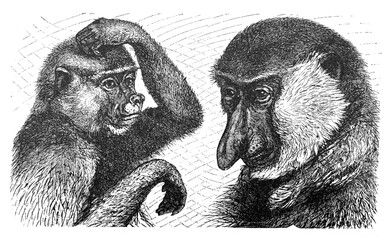 Kahau or nosy monkey (Semnopithecus nasicus) / Antique engraved illustration from Brockhaus Konversations-Lexikon 1908