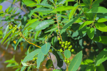 Litsea cubeba Pers. seeds are used to produce essential oils.