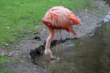 Flamingo on tour