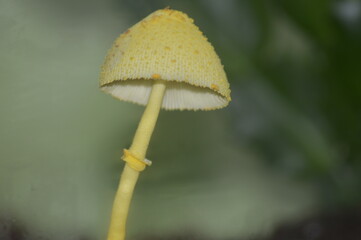 Seta amarilla pequeña de maceta