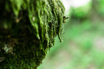 Moss growing on a gnarled old tree in the peak district 