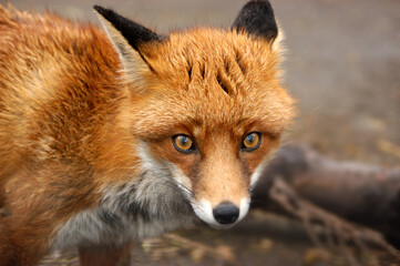 Red Fox, UK - Vulpes Vulpes