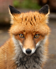 Obraz premium Red Fox, UK - Vulpes Vulpes