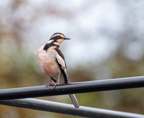 African Pied Wagtail
Early morning bird in Akagera Nationalpark