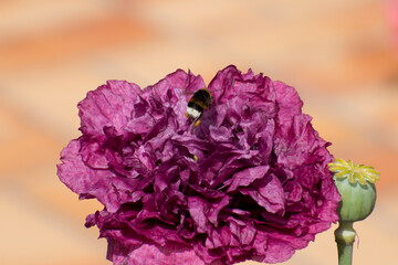 Obraz premium Fleur de pavot 