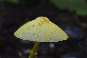 Seta amarilla pequeña de maceta