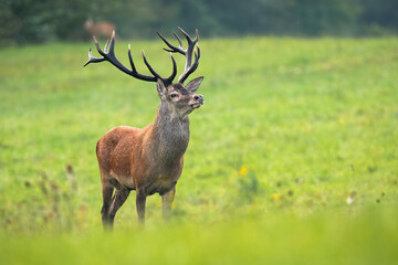 Capital red deer, cervus elaphus, stag looking around in his territory on meadow in rutting season. Dominant male mammal with dark strong antlers observing in nature in autumn with copy space.