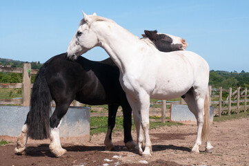 Obraz na płótnie Canvas Horse & Pony social grooming.