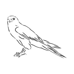 Black and white illustration. Sketch of bird for tattoo art. Detailed hand drawn eagle for tattoo on back. Falcon bird, vector sketch illustration