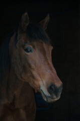 Pony portrait with dark background.