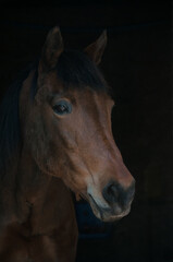 Pony portrait with dark background.