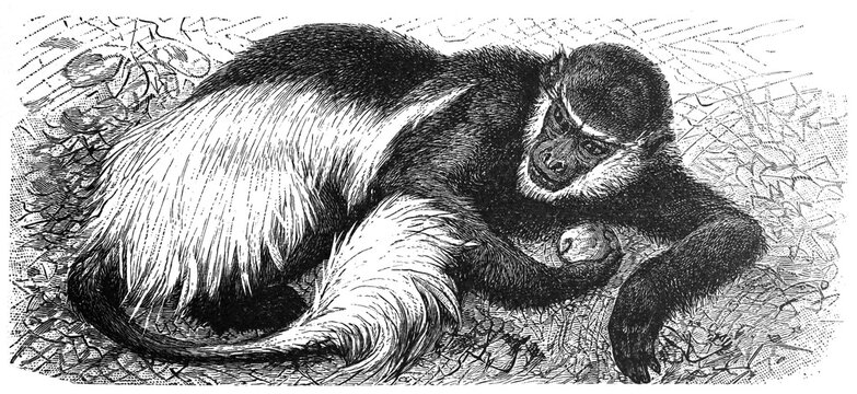 mantled guereza (Colobus guereza) Antique engraved illustration from Brockhaus Konversations-Lexikon 1908