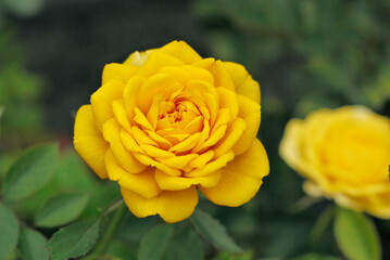 Yellow Rosa Chinensis against a green background
